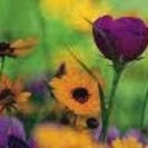 Meet your Posher, Ann